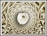 Calla Lily 3