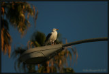 Santa Monica Seagull Basking In The Warm Pre-Sunset Light