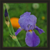 Front Yard Still-Life