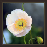 Theres Disc TV And This Is Disc Prozac<br>Papaver nudicaule aka Iceland Poppy