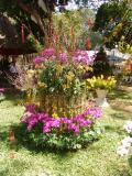 Saigon: Vườn Tao Ðàn - Spring Flower Festival