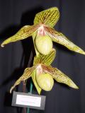 Montreal 2004: Triển lãm Lan - Orchid show