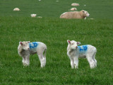 Spring Lambs!