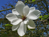 368 Magnolia.jpg