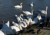 985 Swans feeding.jpg