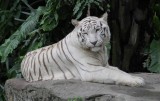 White Tiger