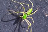 Caught Sunning on the Car