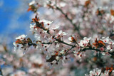 Spring blossoms