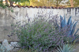 Plantings in front of wall