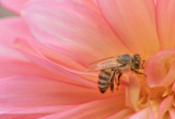 Bee on Pink Dahlia