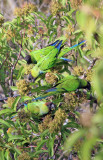 Parrots at Sycamore Canyon