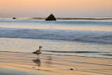 Sea Gull on San Simean State Beach at Sunset