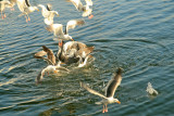Seagull Feeding Frenzy
