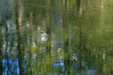 Trees, Reflected