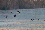 IMG_6658.jpg