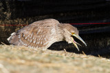 IMG_7124.jpg