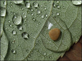 1st - C90 Vegetal Detail - Leaf puddles - brent