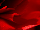 Carnation - PaulM