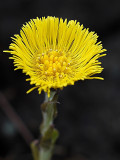 SPRING ! - Goffen