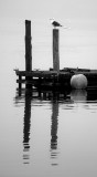 Gull and pier -ArtP