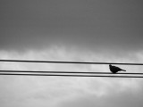 Bird on a Wire - BarryRS