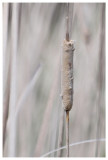 Patch of White Cattails-Shirley