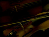 My Violins by Carlo