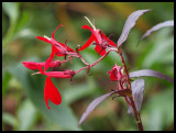 fire on a dull day - brenda