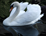 swan - brent