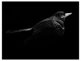 Blackbird in the dead of night - BarryRS