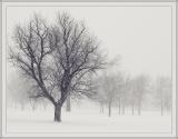 Winter - Rolling Stones - brent
