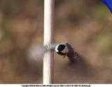 Fly chickadee, fly by Michael Meissner