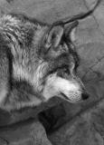Mexican Grey Wolf - Shirley