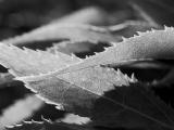 Soft Maple Leaf by OaklandWoody