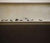 Birds on Unfinished Window by PN