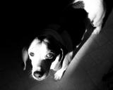 My Beagle by Greg Shonting