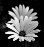 In the Shadow of a Fellow Daisy-Shirley