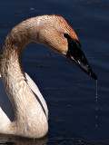 Trumpeter Swan Beauty-Shirley