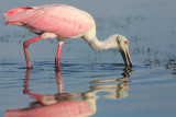 roseate spoonbill