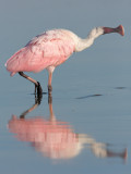 roseate spoonbill