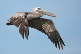 brown pelican