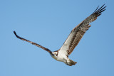 osprey