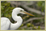 great white heron