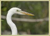 great white heron