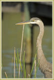 herons - great blue heron