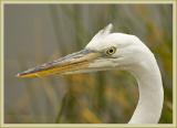 great white heron