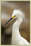 egrets - snowy egret