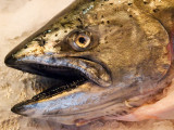 Pike Place Market - fresh fish