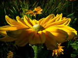 Butchart Gardens