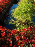 Butchart Gardens